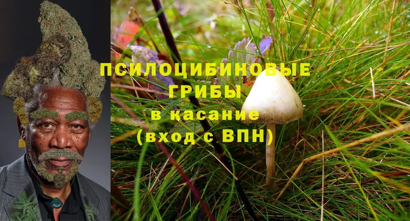 Галлюциногенные грибы MAGIC MUSHROOMS  Нововоронеж 